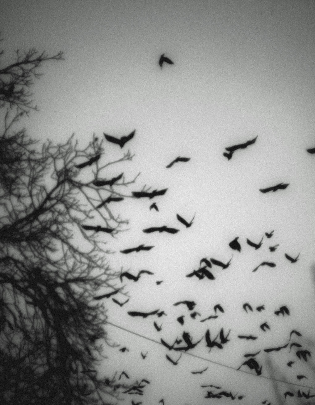 bats bats bats Molly Toomey - therapist, counselor, social worker